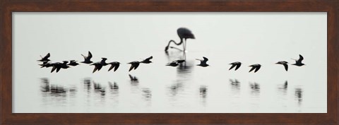 Framed Flamingos, Lake Manyara, Tanzania Print