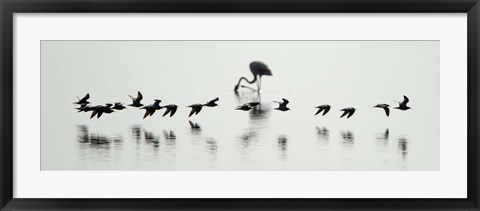 Framed Flamingos, Lake Manyara, Tanzania Print