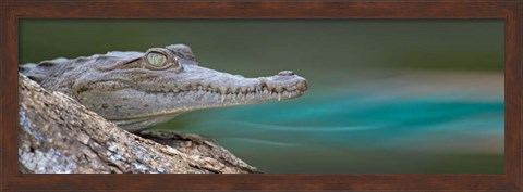 Framed American Crocodile, Costa Rica Print