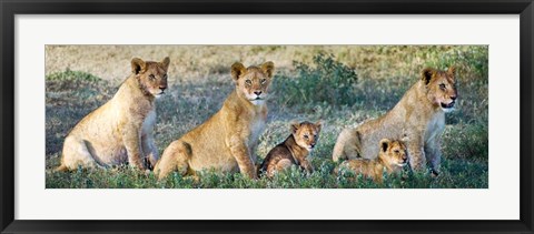 Framed African Lion (Panthera leo) family in a field, Ndutu, Ngorongoro Conservation Area, Tanzania Print