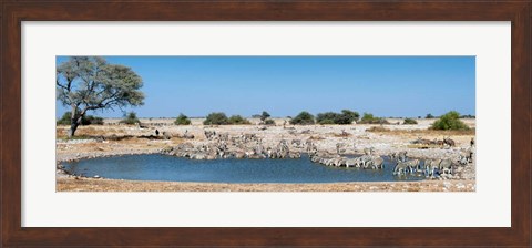 Framed Burchell&#39;s Zebras, Etosha National Park, Namibia Print