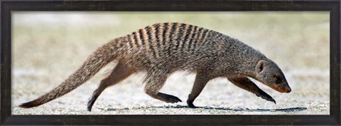 Framed Mongoose, Etosha National Park, Namibia Print