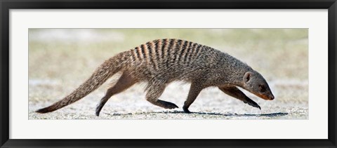 Framed Mongoose, Etosha National Park, Namibia Print