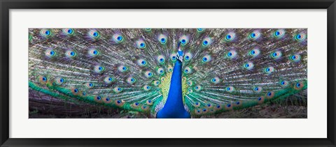 Framed Dancing Peacock, India Print