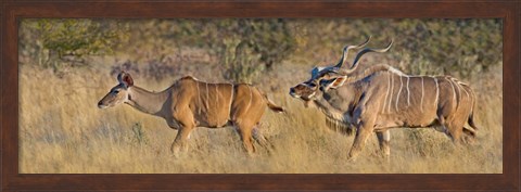 Framed Male and female Greater Kudu, Etosha National Park, Namibia Print