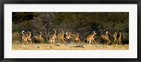 Framed Black-Faced Impala, Etosha National Park, Namibia Print