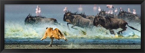 Framed African Lioness, Ngorongoro Conservation Area, Tanzania Print