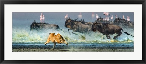 Framed African Lioness, Ngorongoro Conservation Area, Tanzania Print