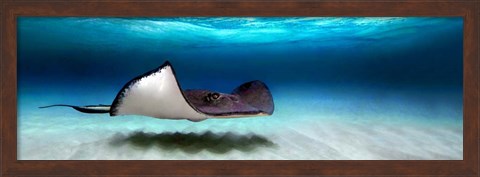 Framed Southern Stingray, Grand Cayman, Cayman Islands Print