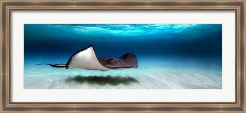 Framed Southern Stingray, Grand Cayman, Cayman Islands Print