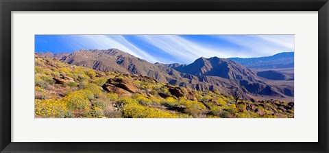 Framed Flowering Shrubs, Anza Borrego Desert State Park, California Print