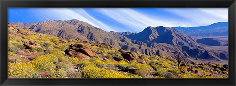 Framed Flowering Shrubs, Anza Borrego Desert State Park, California Print