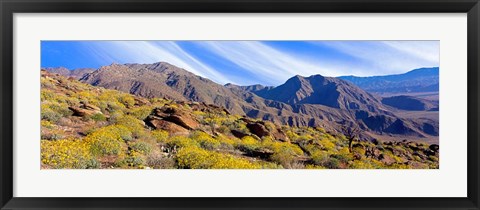 Framed Flowering Shrubs, Anza Borrego Desert State Park, California Print