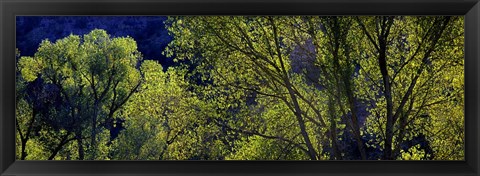 Framed Cottonwood Trees, Gila Hot Springs, New Mexico Print