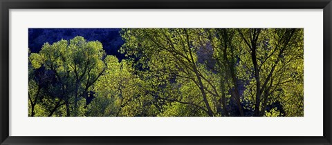 Framed Cottonwood Trees, Gila Hot Springs, New Mexico Print