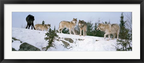 Framed Gray wolves, Massey, Ontario, Canada Print