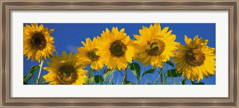 Framed Sunflowers in a Row Print