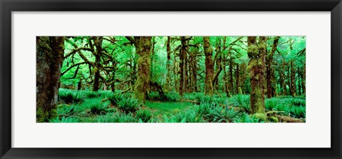 Framed Rain Forest, Olympic National Park, Washington State Print