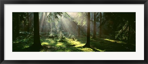 Framed Forest, Uppland, Sweden Print