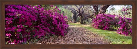 Framed Magnolia Plantation and Gardens, Charleston, South Carolina Print