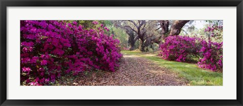 Framed Magnolia Plantation and Gardens, Charleston, South Carolina Print