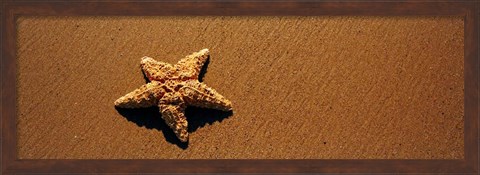 Framed Starfish, Malibu, California Print