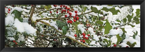 Framed Holly Berries Covered in Snow Print