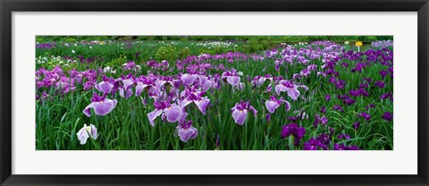 Framed Iris Garden, Nara, Japan Print