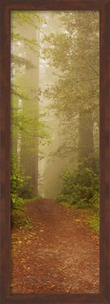 Framed Redwood National Park California Print