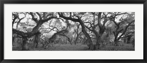 Framed Lake Kissimmee State Park, Florida Print