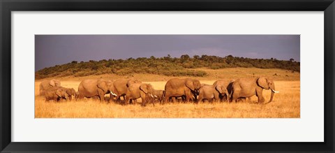 Framed Elephant Herd, Kenya, Maasai Mara Print