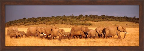 Framed Elephant Herd, Kenya, Maasai Mara Print