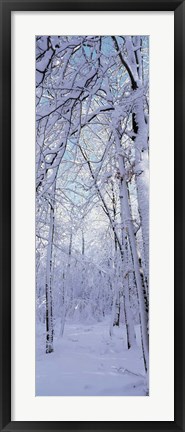 Framed Winter Forest Print