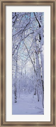 Framed Winter Forest Print