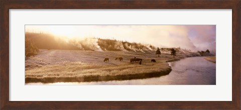 Framed Bison Firehole River, Yellowstone National Park, WY Print