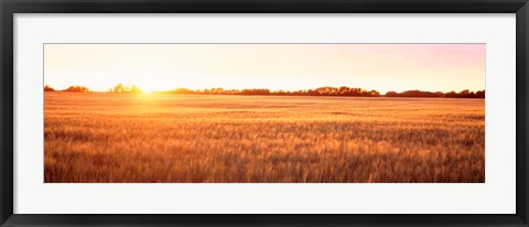 Framed Field in Canada Print