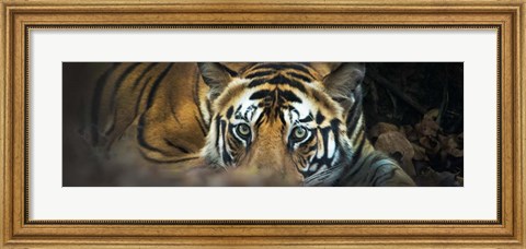 Framed Bengal Tiger, India Print