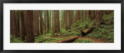 Framed Jedediah Smith State Park, California Print