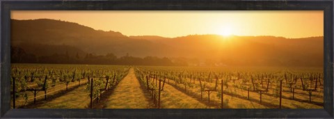 Framed Napa Valley Vineyard, California Print