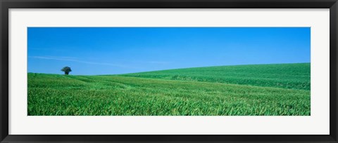 Framed Field Hertfordshire, England Print