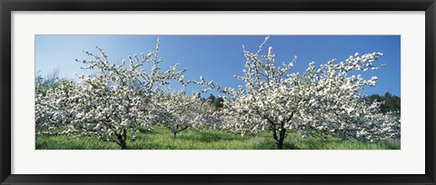 Framed Apple Blossom Trees, Norway Print