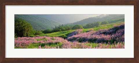 Framed Yellowstone National Park in Spring, WY Print