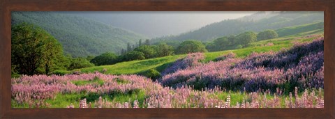 Framed Yellowstone National Park in Spring, WY Print