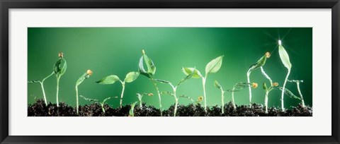 Framed Sweet Pepper Print