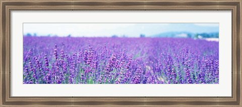 Framed Lavender Field in Japan Print