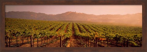 Framed Vineyard in Geyserville, CA Print