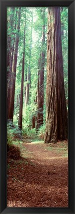 Framed Redwood Trees, St Park Humbolt, CO Print