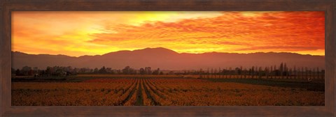 Framed Sunset over Napa Valley Print