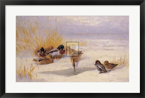 Framed Mallard and Teal (LE) Print