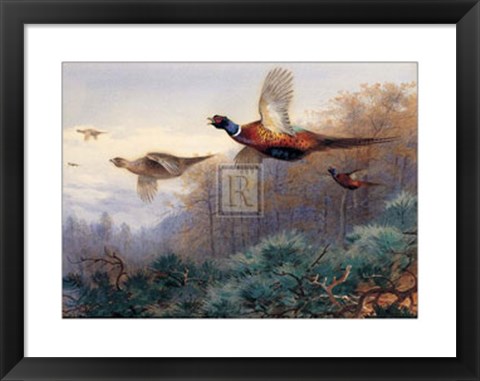 Framed Pheasants in Flight (LE) Print